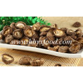 Fábrica de Atacado Secas Shiitake Cogumelo / Alimentos Secos
